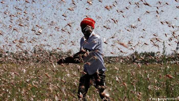 الجراد في كينيا