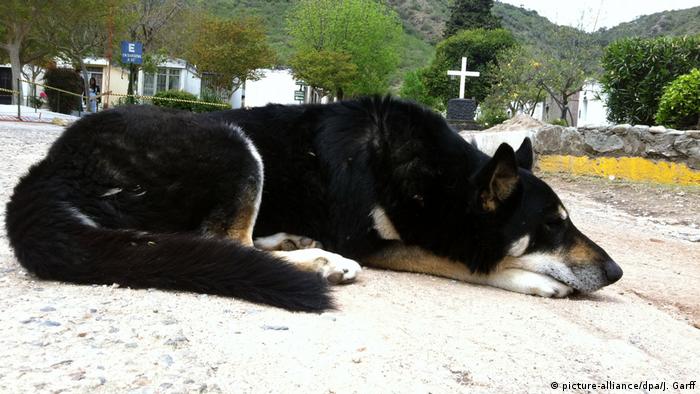 Hund Capitan am Grab seines Herrchens (picture-alliance/dpa/J. Garff)