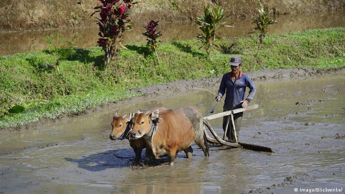 Indonesien Reisbauer bearbeitet ein Reisfeld mit Ochsen an den Reisterrassen von Jatiluwih (Imago/Blickwinkel)  Indonesien Reisbauer bearbeitet ein Reisfeld mit Ochsen an den Reisterrassen von Jatiluwih (Imago/Blickwinkel)