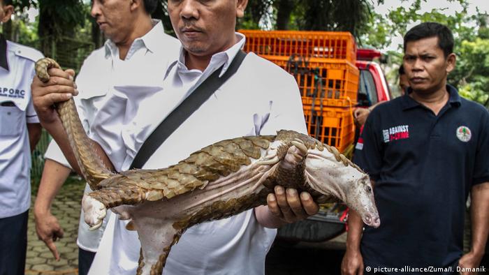 Indonesien Illegaler Handel vom Schuppentier Pangolin (picture-alliance/Zuma/I. Damanik) Indonesien Illegaler Handel vom Schuppentier Pangolin (picture-alliance/Zuma/I. Damanik)