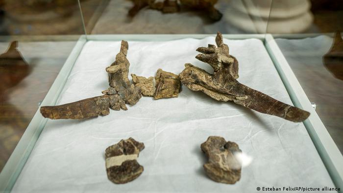 صورة للحراشيف الحادة على ذيل ديناصور Stegouros elengassen صورة للحراشيف الحادة على ذيل ديناصور Stegouros elengassen