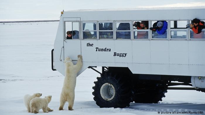 Eisbär (Ursus maritimus), Hudson Bay, Kanada (picture-alliance/McPhoto/SBA) Eisbär (Ursus maritimus), Hudson Bay, Kanada (picture-alliance/McPhoto/SBA)