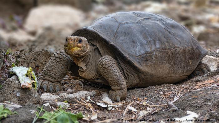 Chelonoidis phantasticus | Galápagos-Riesenschildkröte