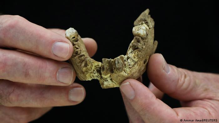 Jawbone of human fossil