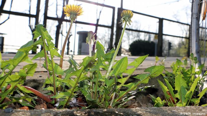 Löwenzahn in Steinwüste Löwenzahn in Steinwüste