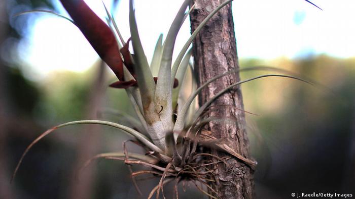 Epiphyt-Pflanze Epiphyt-Pflanze