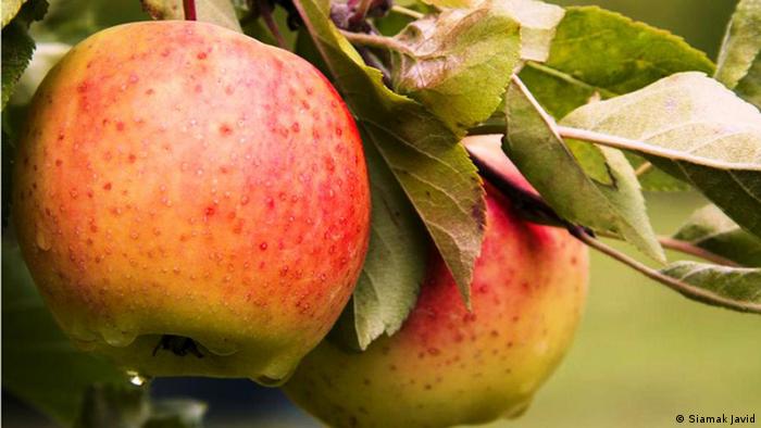 Iran Maraghe (Siamak Javid) Iran Maraghe (Siamak Javid)