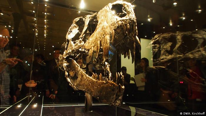 Naturkundemuseum Berlin Tristan Kopf Naturkundemuseum Berlin Tristan Kopf