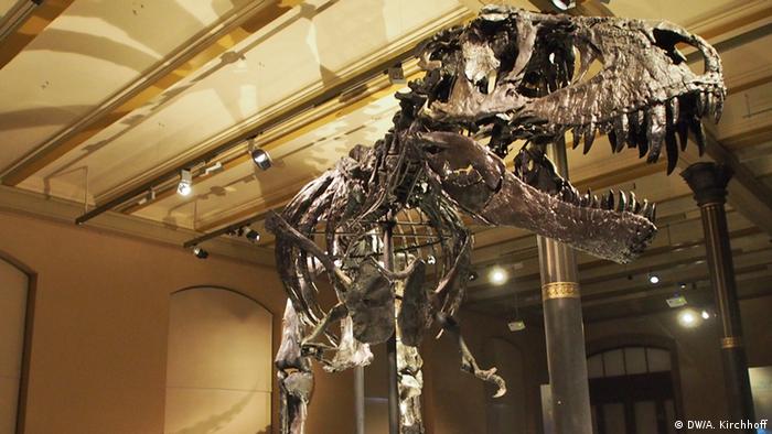 Naturkundemuseum Berlin Tristan Naturkundemuseum Berlin Tristan