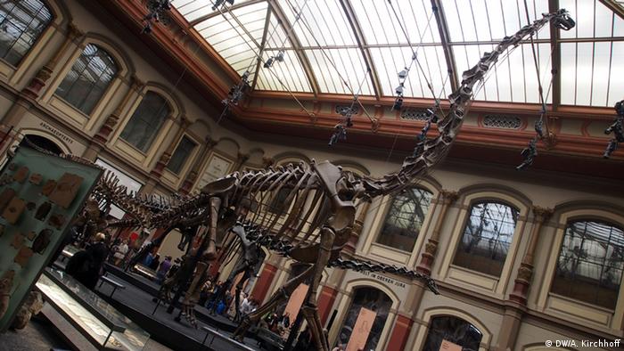 Naturkundemuseum Berlin Brachiosaurus.jpg Naturkundemuseum Berlin Brachiosaurus.jpg