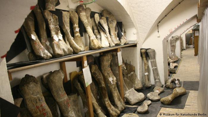 Naturkundemuseum Berlin Knochenkeller Naturkundemuseum Berlin Knochenkeller