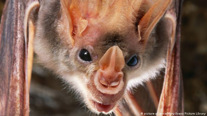 Close up of the face of a ghost bat