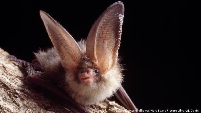 A close up of the brown, long-eared bat perched on a branch