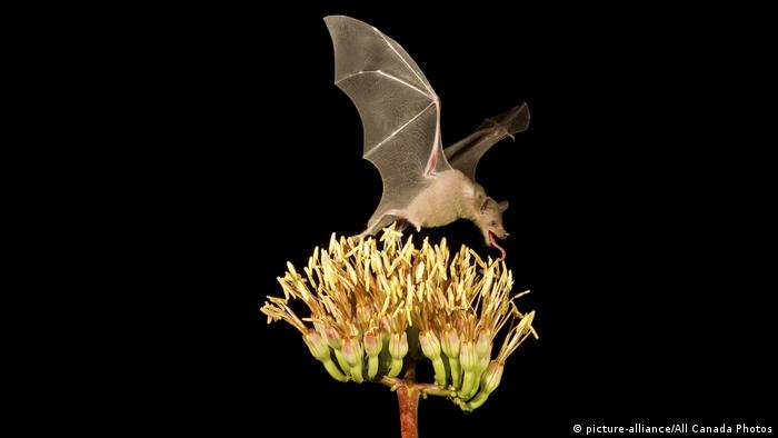 Long-nosed bat feeds on a plant