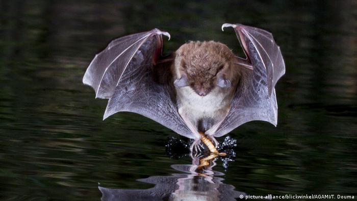 A water bat dancing on the water's surface