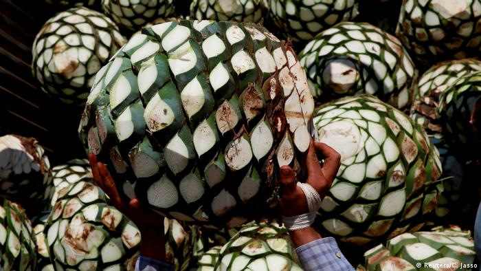 Mexiko Tequilaproduktion (Reuters/C. Jasso)