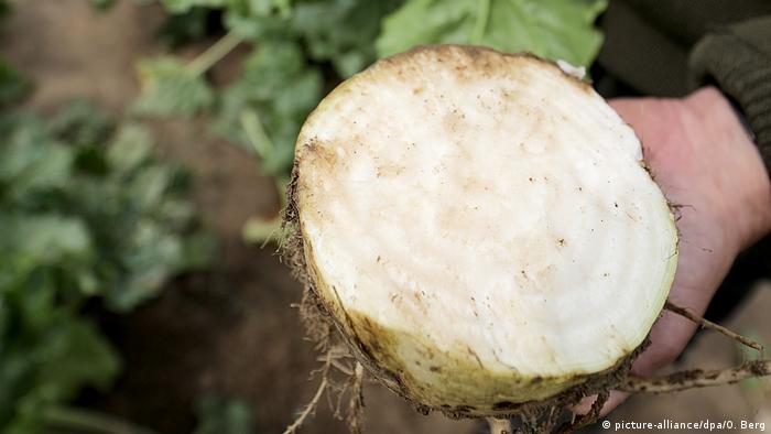 Zuckerrüben Rübenbauer Velder (picture-alliance/dpa/O. Berg)