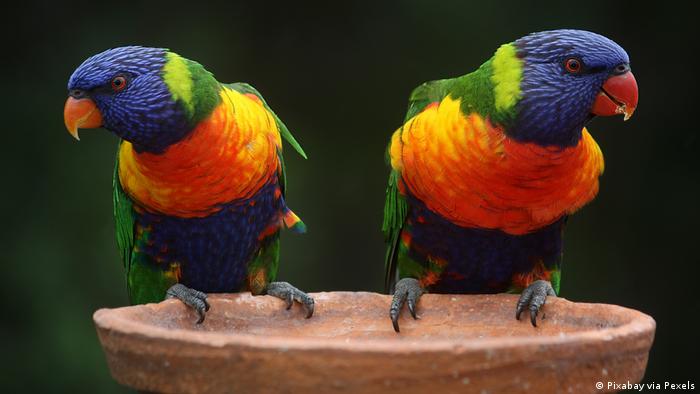 زوج من الببغاوات الملونة