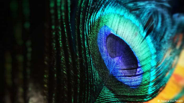 لقطة مقرّبة لريشة طاووس