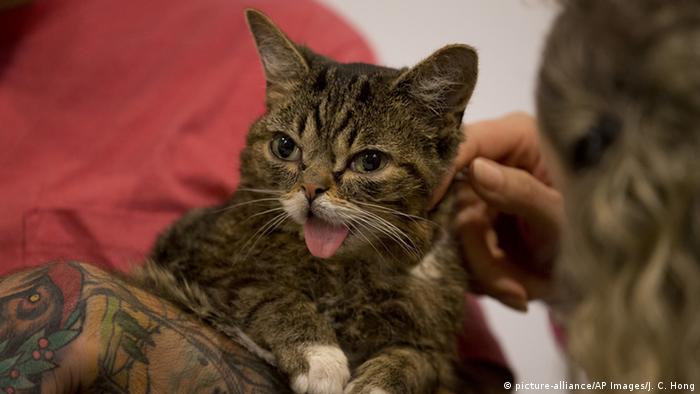Katze Lil Bub wird gekrault (picture-alliance/AP Images/J. C. Hong) Katze Lil Bub wird gekrault (picture-alliance/AP Images/J. C. Hong)