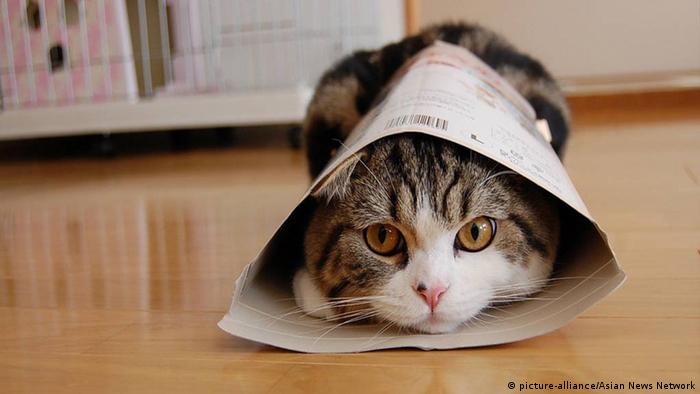 Maru Katze Youtube Star (picture-alliance/Asian News Network) Maru Katze Youtube Star (picture-alliance/Asian News Network)