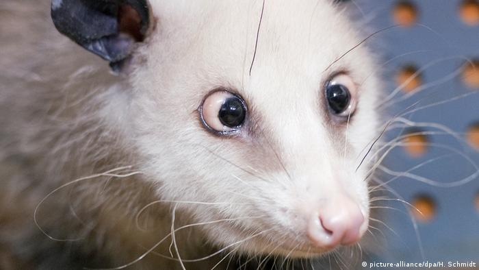 Heidi the cross-eyed opossum (picture-alliance/dpa/H. Schmidt)