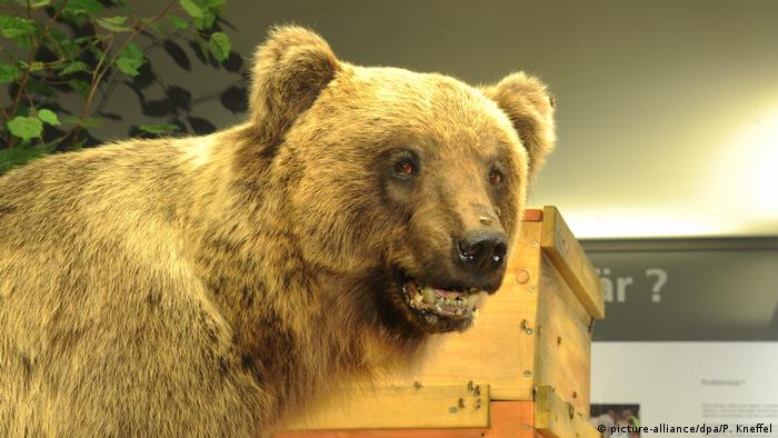 Bruno the problem bear (picture-alliance/dpa/P. Kneffel)
