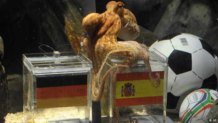 Paul the octopus oracle predicting a World Cup game.