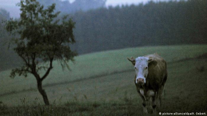 Yvonne the runaway cow (picture-alliance/dpa/A. Gebert)