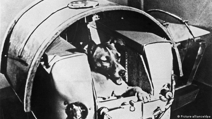 Weltraumhündin Laika