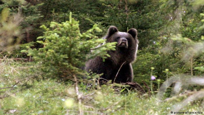Problembär Bruno noch lebend Bayern