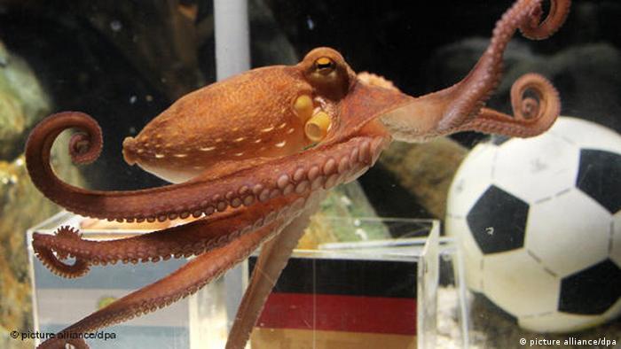 Flash-Galerie Krake Paul Oktopus Fußball