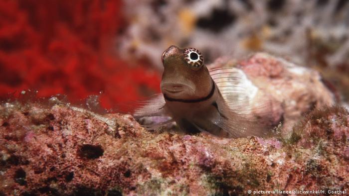 Blenny fish (picture-alliance/blickwinkel/H. Goethel) Blenny fish (picture-alliance/blickwinkel/H. Goethel)