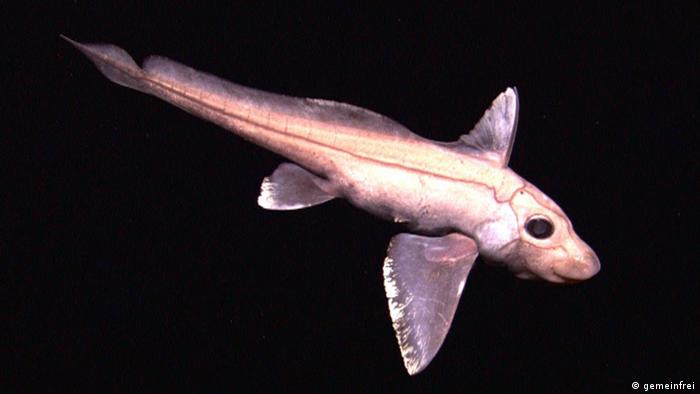 Kaninchenfisch (gemeinfrei) Kaninchenfisch (gemeinfrei)