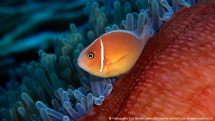 Cinnamon clownfish in its anemone (Fotografie Dos Winkel, www.dos-bertie-winkel.com & www.seafirst.nl ) Cinnamon clownfish in its anemone (Fotografie Dos Winkel, www.dos-bertie-winkel.com & www.seafirst.nl )