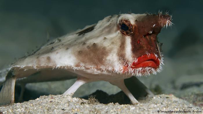 Red-lipped Batfish - Ogcocephalus darwini (Imago/Imagebroker/N. Probst) Red-lipped Batfish - Ogcocephalus darwini (Imago/Imagebroker/N. Probst)