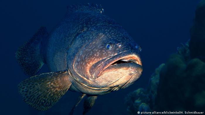 Grouper fish (picture-alliance/blickwinkel/H. Schmidbauer) Grouper fish (picture-alliance/blickwinkel/H. Schmidbauer)