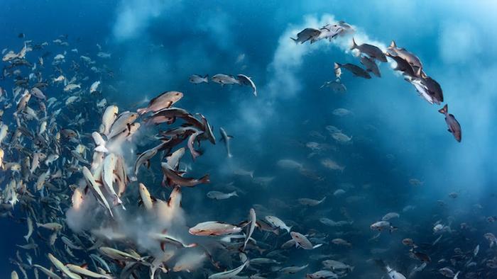Ein Firschschwarm schwimmt in einer kreisförmigen Bewegung unter Wasser  Ein Firschschwarm schwimmt in einer kreisförmigen Bewegung unter Wasser