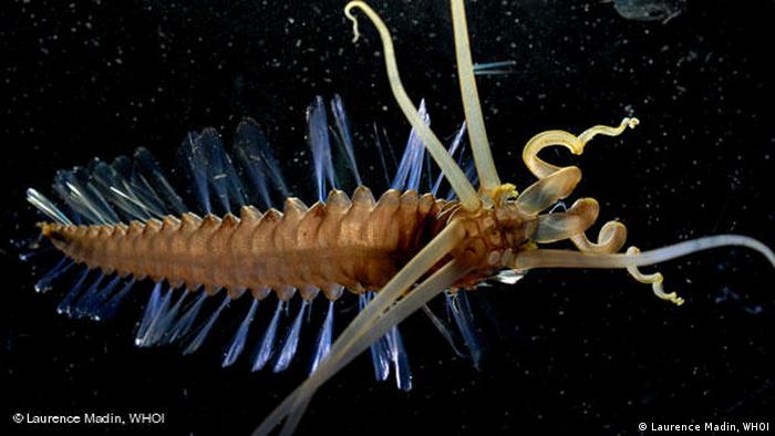 Tinenfischwurm mit weichen blauen Stacheln und spiralartigen Fühlern Tinenfischwurm mit weichen blauen Stacheln und spiralartigen Fühlern