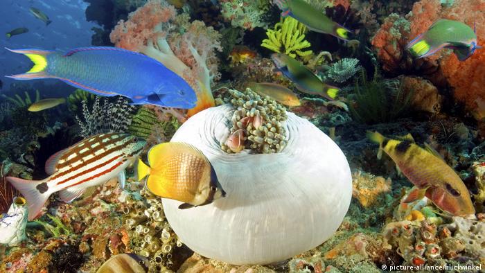 Vielfarbige Fische in einem Korallenriff Vielfarbige Fische in einem Korallenriff