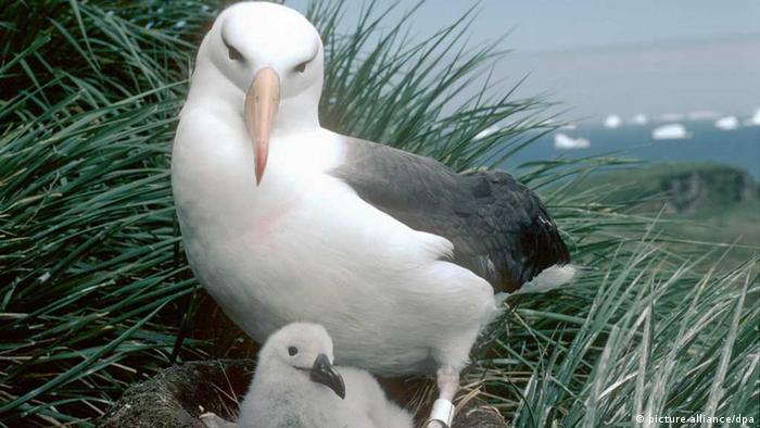 Schwarzbrauenalbatros 