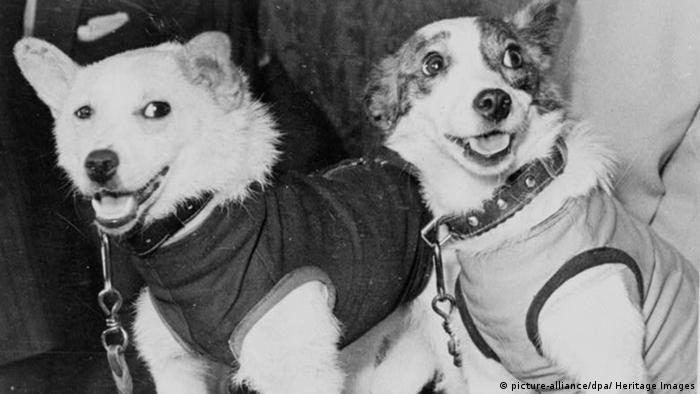 Belka and Strelka im Weltall (picture-alliance/dpa/ Heritage Images) Belka and Strelka im Weltall (picture-alliance/dpa/ Heritage Images)