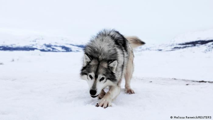Der wolfsähnliche Schlittenhund blickt neugierig in die Kamera.