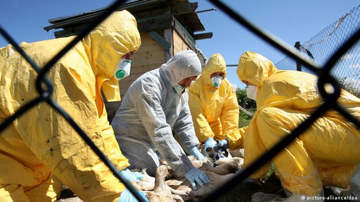 Geflügel wird getötet