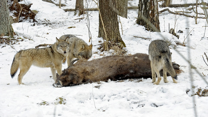 08.04.2016 DW Doku Radioaktive Wölfe Wölfe fressen Bison 08.04.2016 DW Doku Radioaktive Wölfe Wölfe fressen Bison