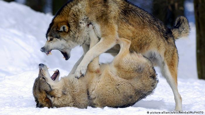 Symbolbild Dominanz - Wolf (picture-alliance/blickwinkel/McPHOTO) Symbolbild Dominanz - Wolf (picture-alliance/blickwinkel/McPHOTO)