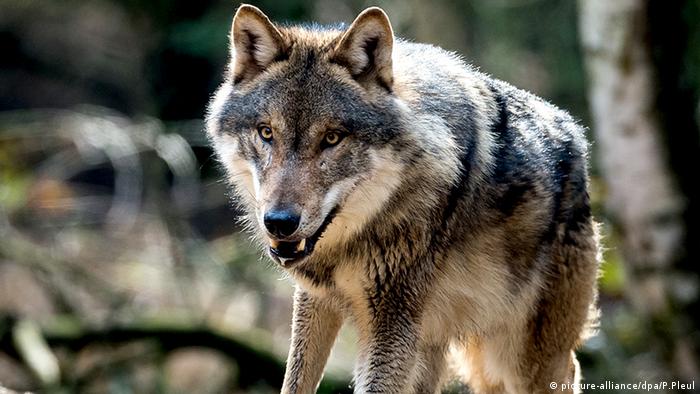 Wolf Deutschland Wildpark Schorfheide (picture-alliance/dpa/P.Pleul) Wolf Deutschland Wildpark Schorfheide (picture-alliance/dpa/P.Pleul)