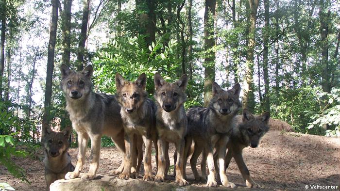 Wolf Teaser ohne Logo (Wolfscenter) Wolf Teaser ohne Logo (Wolfscenter)