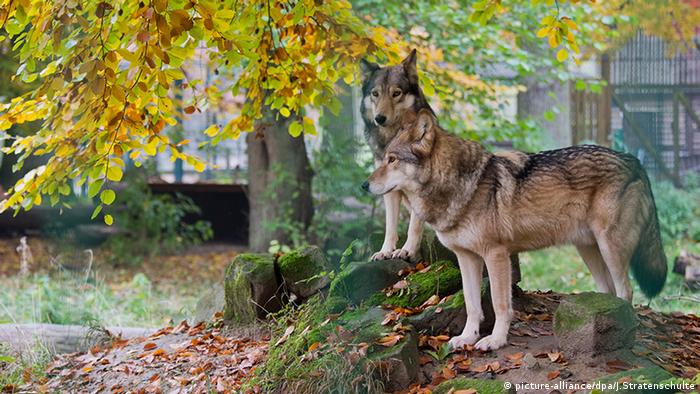 Wolf Deutschland Gehege Deutschland (picture-alliance/dpa/J.Stratenschulte) Wolf Deutschland Gehege Deutschland (picture-alliance/dpa/J.Stratenschulte)